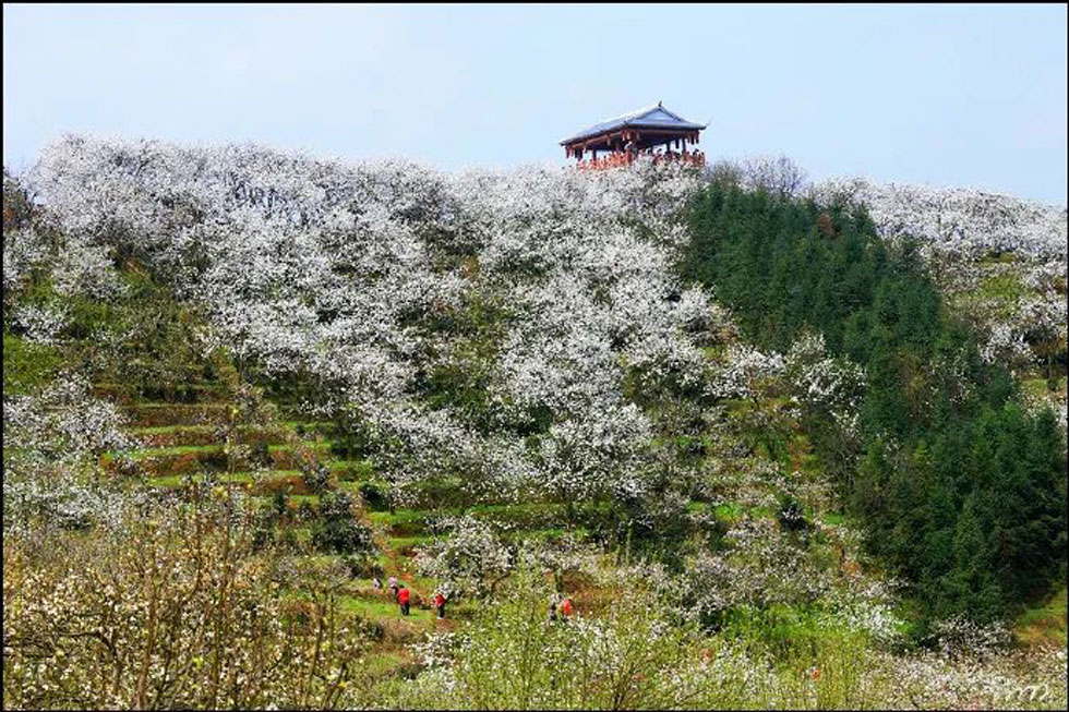 【春天,广西桂林灌阳县向您发出邀请!】我们在灌阳看梨花 - 游山玩水 - 博尔塔拉生活社区 - 博尔塔拉28生活网 betl.28life.com