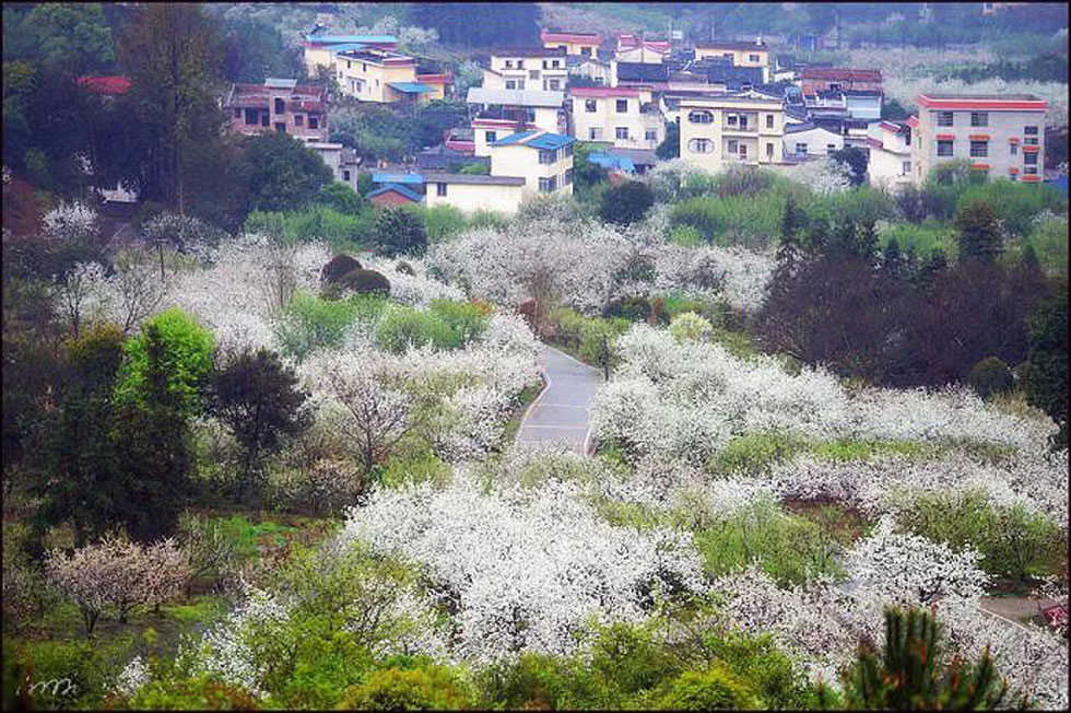 【春天,广西桂林灌阳县向您发出邀请!】我们在灌阳看梨花 - 游山玩水 - 博尔塔拉生活社区 - 博尔塔拉28生活网 betl.28life.com