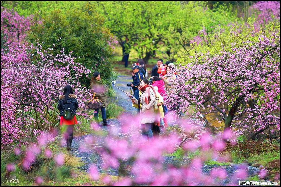 【春天，广西桂林灌阳县向您发出邀请！】官庄村有个醉美的桃花园 - 游山玩水 - 博尔塔拉生活社区 - 博尔塔拉28生活网 betl.28life.com