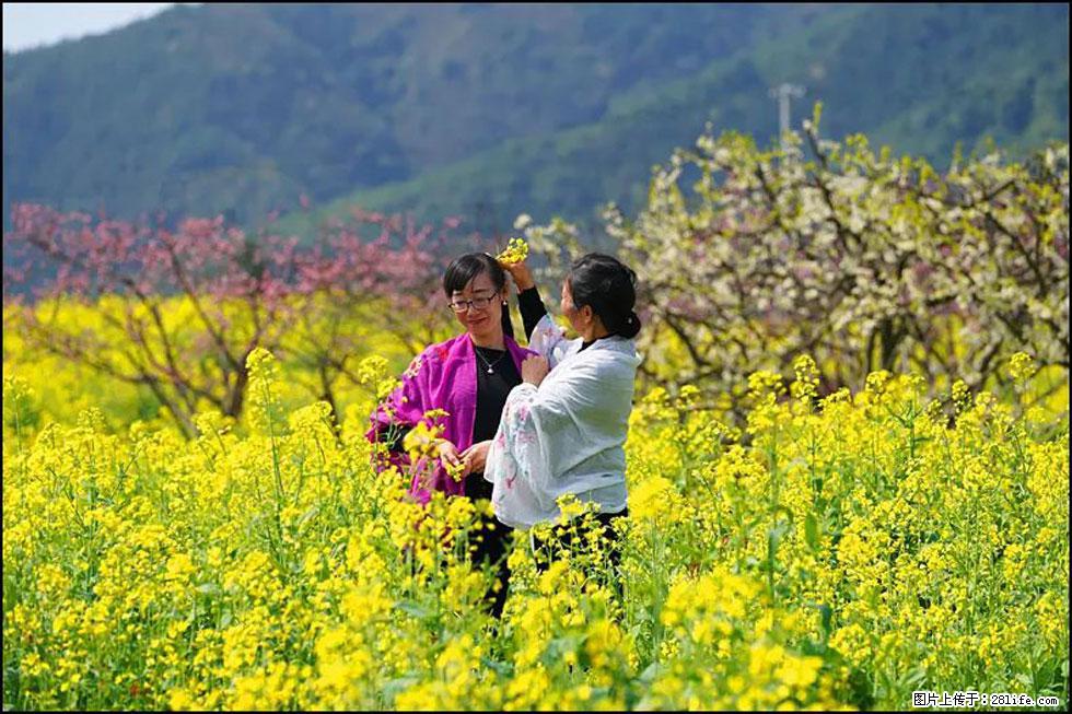 【春天，广西桂林灌阳县向您发出邀请！】长坪村油菜盛情花开 - 游山玩水 - 博尔塔拉生活社区 - 博尔塔拉28生活网 betl.28life.com