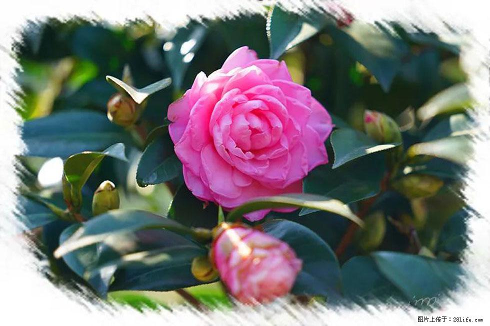 【春天,广西桂林灌阳县向您发出邀请!】杨柳井茶花惹人爱 - 游山玩水 - 博尔塔拉生活社区 - 博尔塔拉28生活网 betl.28life.com