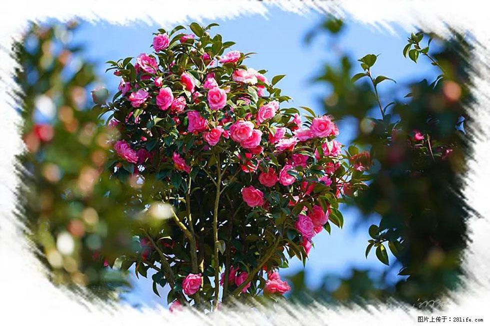 【春天,广西桂林灌阳县向您发出邀请!】杨柳井茶花惹人爱 - 游山玩水 - 博尔塔拉生活社区 - 博尔塔拉28生活网 betl.28life.com
