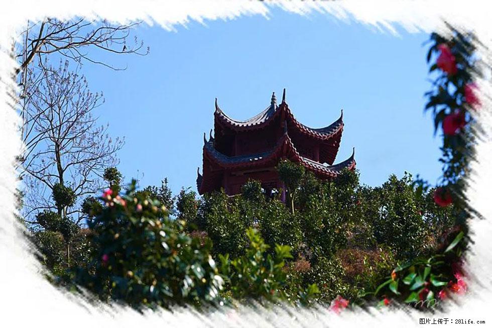 【春天,广西桂林灌阳县向您发出邀请!】杨柳井茶花惹人爱 - 游山玩水 - 博尔塔拉生活社区 - 博尔塔拉28生活网 betl.28life.com