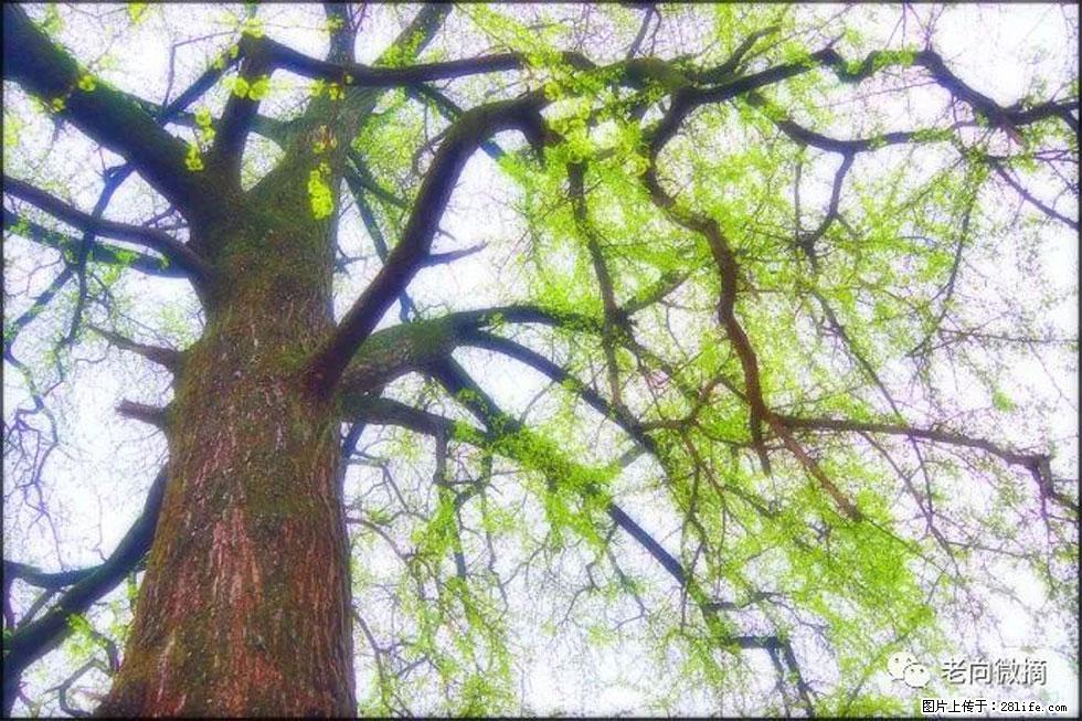 【春天,广西桂林灌阳县向您发出邀请!】在小龙村与春天约会 - 游山玩水 - 博尔塔拉生活社区 - 博尔塔拉28生活网 betl.28life.com