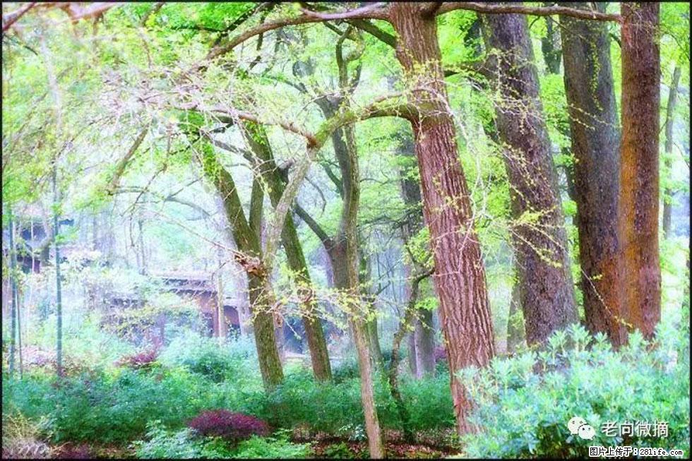 【春天,广西桂林灌阳县向您发出邀请!】在小龙村与春天约会 - 游山玩水 - 博尔塔拉生活社区 - 博尔塔拉28生活网 betl.28life.com