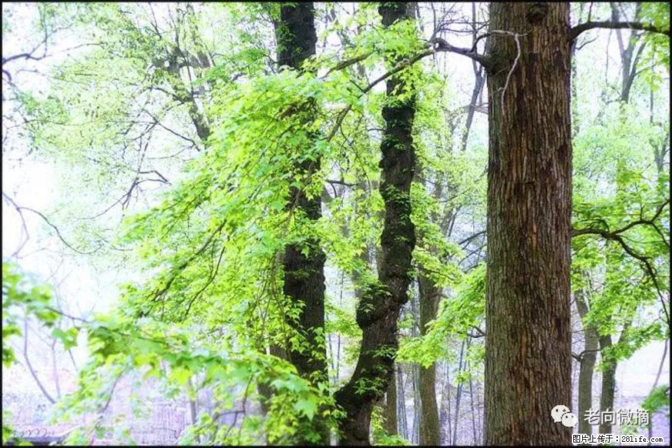 【春天,广西桂林灌阳县向您发出邀请!】在小龙村与春天约会 - 游山玩水 - 博尔塔拉生活社区 - 博尔塔拉28生活网 betl.28life.com
