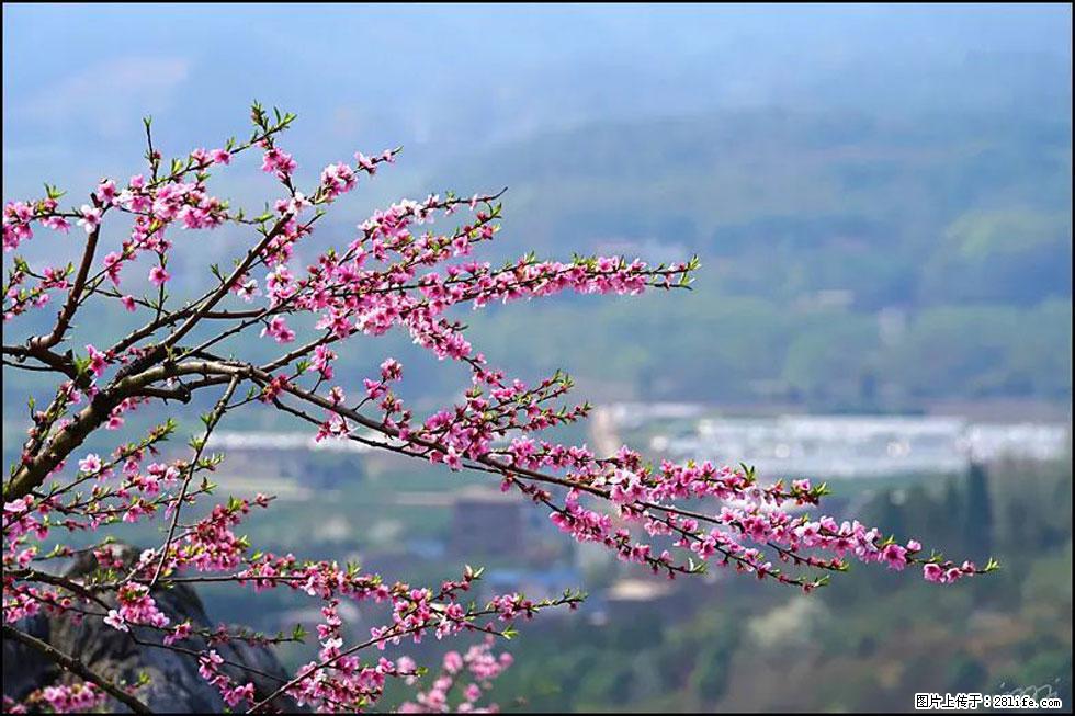 【春天，广西桂林灌阳县向您发出邀请！】望月岭上桃花开 - 游山玩水 - 博尔塔拉生活社区 - 博尔塔拉28生活网 betl.28life.com