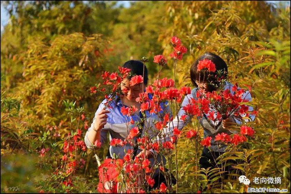 【春天,广西桂林灌阳县向您发出邀请!】登麒麟山,相约映山红 - 游山玩水 - 博尔塔拉生活社区 - 博尔塔拉28生活网 betl.28life.com