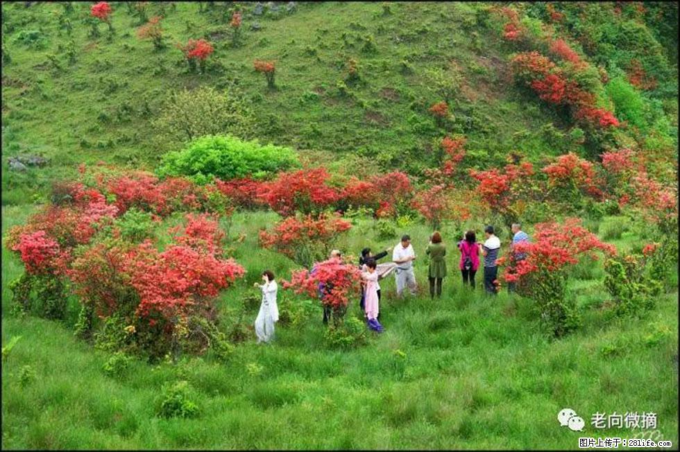 【春天,广西桂林灌阳县向您发出邀请!】宝盖山上映山红 - 游山玩水 - 博尔塔拉生活社区 - 博尔塔拉28生活网 betl.28life.com