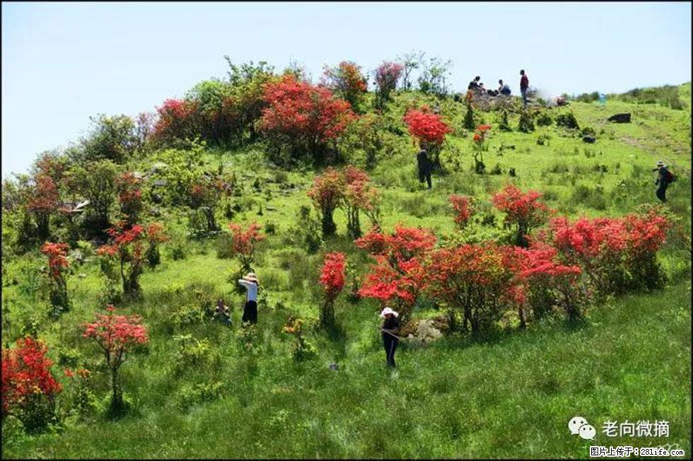 【春天，广西桂林灌阳县向您发出邀请！】宝盖山上映山红 - 游山玩水 - 博尔塔拉生活社区 - 博尔塔拉28生活网 betl.28life.com