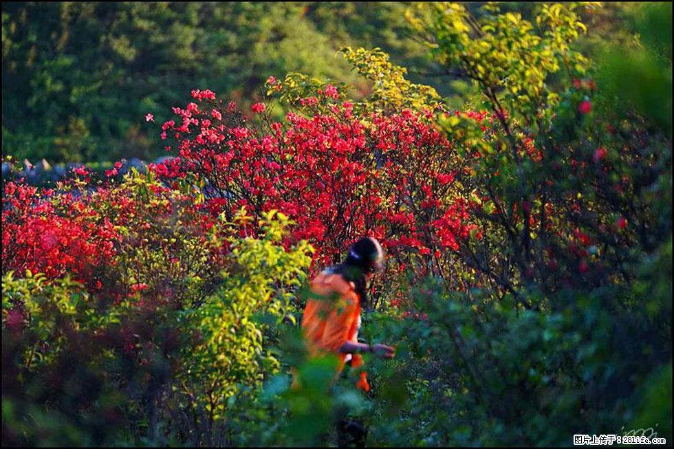 【春天，广西桂林灌阳县向您发出邀请！】春木界上映山红 - 游山玩水 - 博尔塔拉生活社区 - 博尔塔拉28生活网 betl.28life.com