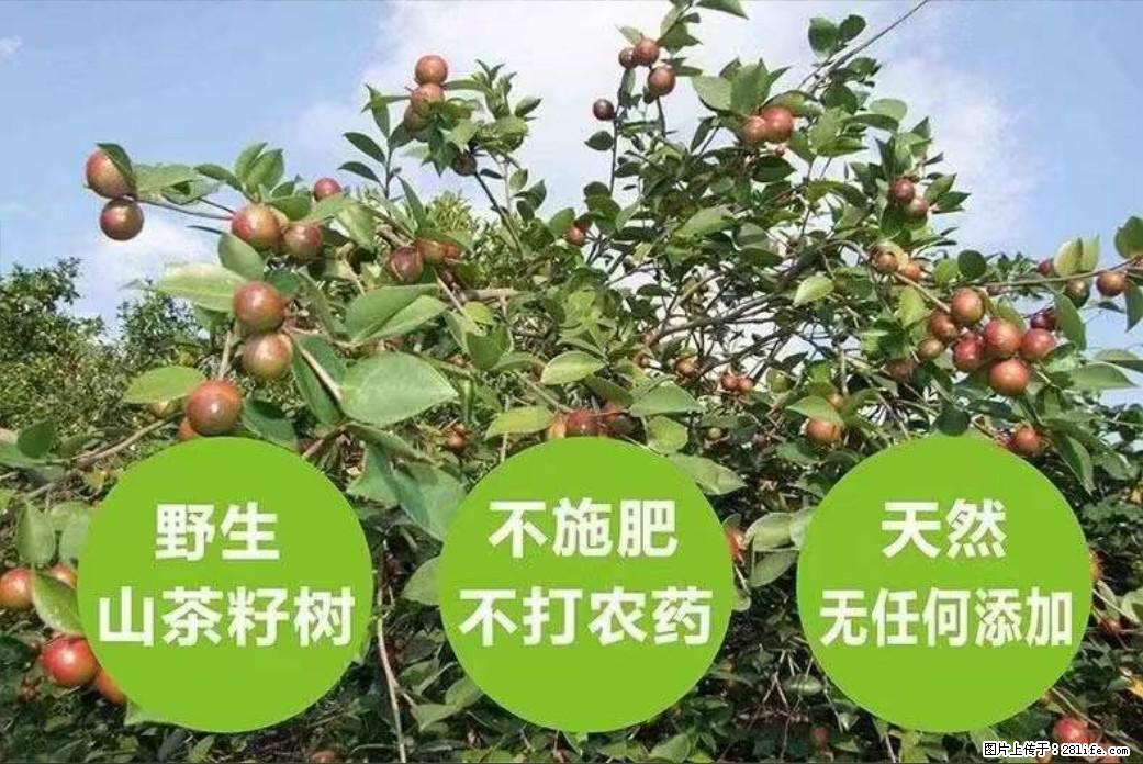 【灌阳县油茶产业示范区】一个有着充实的精神生活的人,对待身外之物自会有一种淡泊的态度 - 美食天地 - 博尔塔拉生活社区 - 博尔塔拉28生活网 betl.28life.com