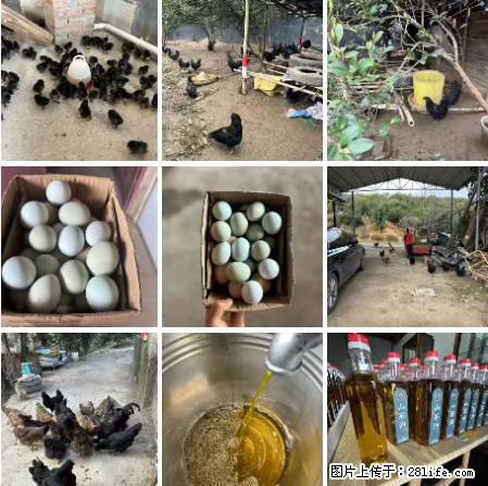 油茶园从小鸡仔开始养起的纯土鸡、土鸡蛋可以预定啦！还有前几天刚榨的纯山茶油哦 - 土特产 - 饮食特产 - 博尔塔拉分类信息 - 博尔塔拉28生活网 betl.28life.com