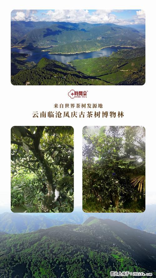 时间果百年古树2025年春红茶 - 购物交流 - 博尔塔拉生活社区 - 博尔塔拉28生活网 betl.28life.com
