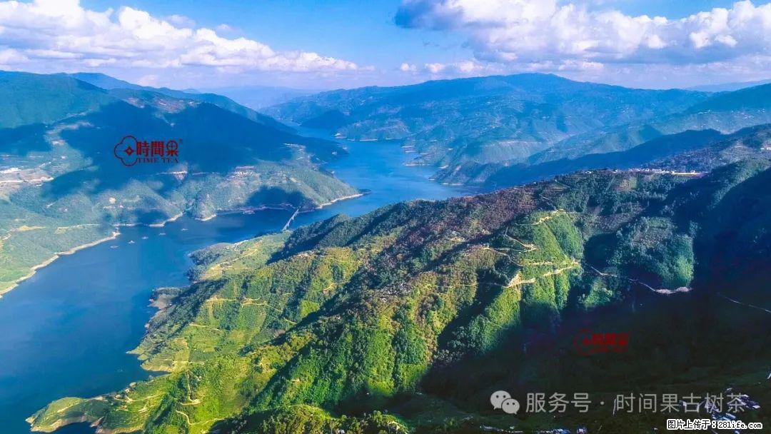 时间果百年古树龙珠普洱生茶 - 购物交流 - 博尔塔拉生活社区 - 博尔塔拉28生活网 betl.28life.com