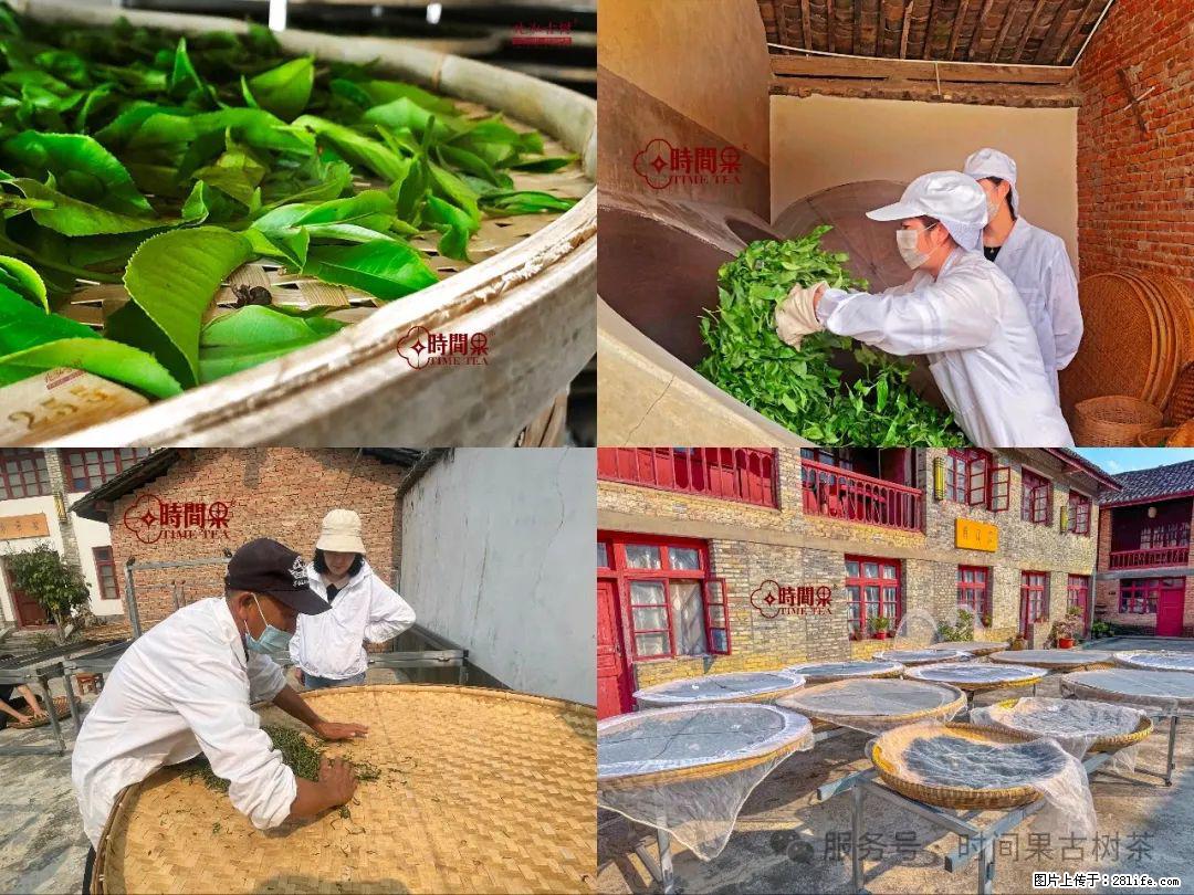 时间果百年古树龙珠普洱生茶 - 购物交流 - 博尔塔拉生活社区 - 博尔塔拉28生活网 betl.28life.com