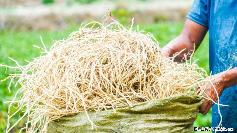 堪称“最难吃”的蔬菜，却是 “抗辐射神器”，还能护肺、清热、止咳化痰！ - 博尔塔拉生活资讯 - 博尔塔拉28生活网 betl.28life.com