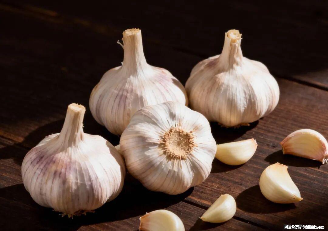 关于大蒜，除了“天然抗生素”，这4个谣言更该警惕! - 博尔塔拉生活资讯 - 博尔塔拉28生活网 betl.28life.com