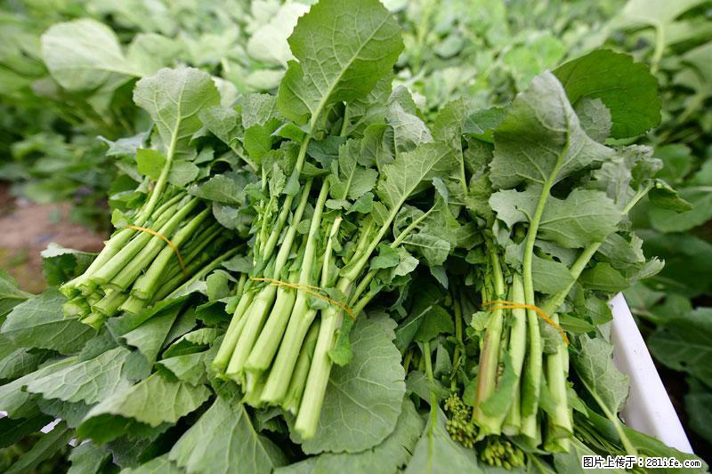 这些蔬菜是“天然钙片”，这6种被医生重点推荐 - 博尔塔拉生活资讯 - 博尔塔拉28生活网 betl.28life.com